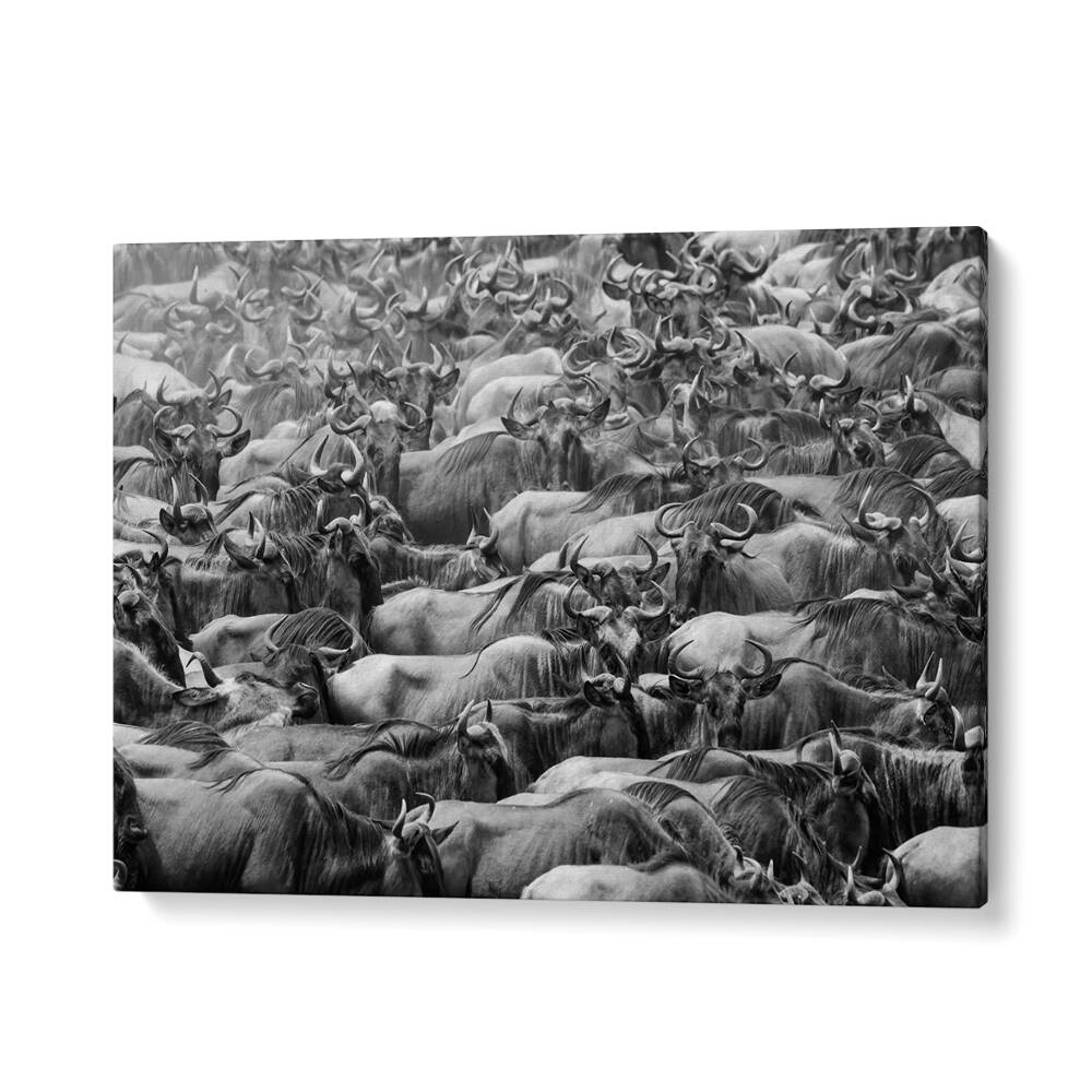 WILDBEEST, PHOTOGRAPHY PRINTS showcase a stunning herd of wildebeests, capturing nature's raw beauty and energy.