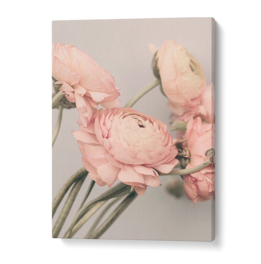 Soft pink flowers featured in ROSE III, FLORAL FLOWER PAINTINGS, enhancing any space with elegance and style.