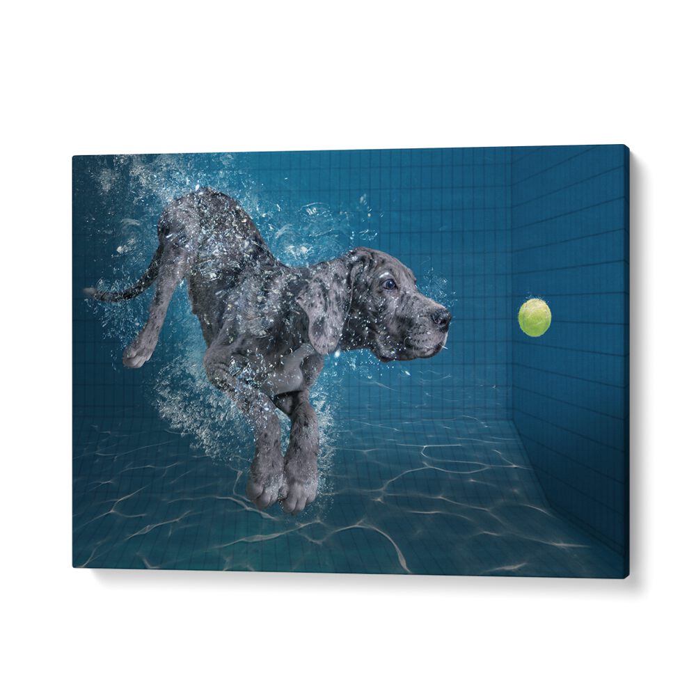 SPLASH DOG, PHOTOGRAPHY PRINTS showcase a dog diving into water, capturing the thrill of wildlife moments.