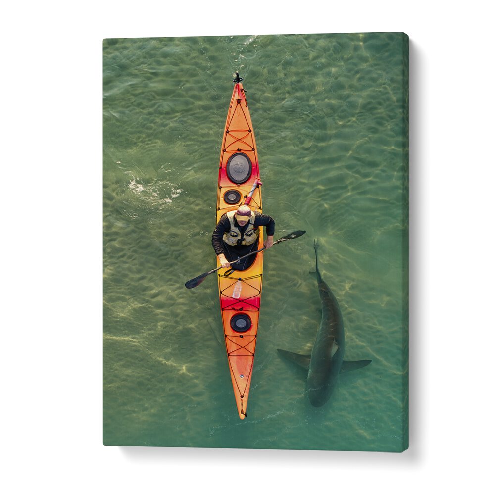 Kayaker paddles alongside a shark in crystal waters, showcasing the INTIMATE SHARK ENCOUNTER, PHOTOGRAPHY PRINTS.