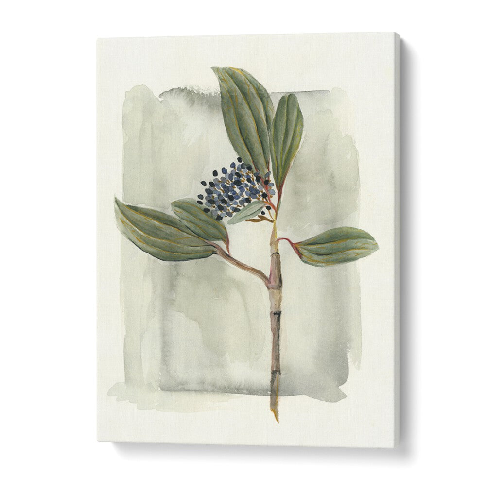 VIBURNUM DAVIDII showcases glossy leaves and delicate flowers, perfect for enhancing your garden's beauty.