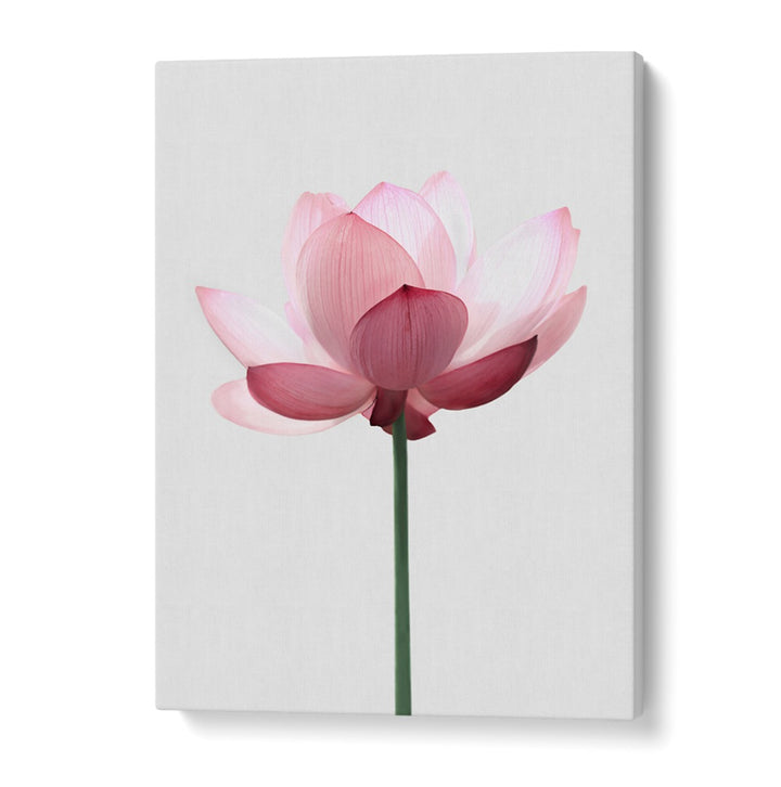 Elegant LOTUS FLOWER, FLORAL FLOWER PAINTINGS enhance your space with purity and tranquility, perfect for any decor.