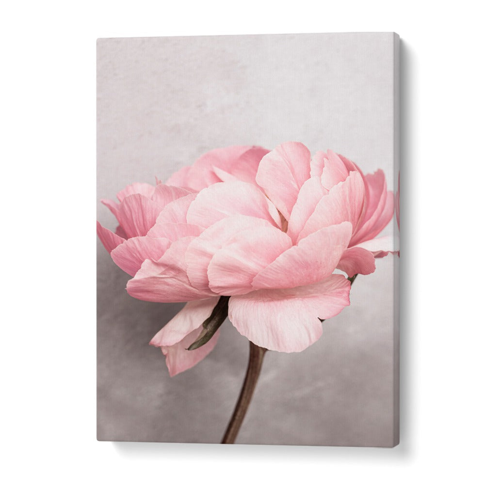Stunning PEONY, FLORAL FLOWER PAINTINGS bring vibrant beauty and joy to any space, enhancing your decor effortlessly.