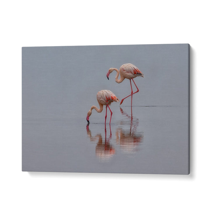 Graceful flamingos reflecting in calm waters, perfect for your home decor. Explore our FLAMINGOS, PHOTOGRAPHY PRINTS today!