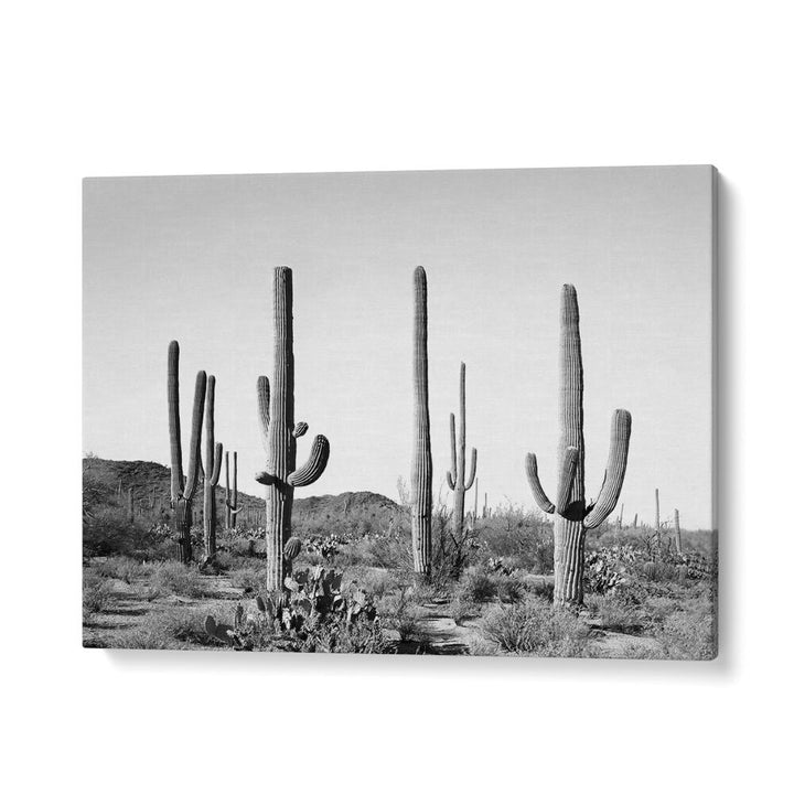 Explore the serene beauty of GREY CACTUS LAND, COWBOY with this stunning black and white cactus artwork.