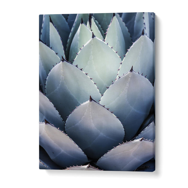 AGAVE GEOMETRY , FLORAL FLOWER PAINTINGS gallery wrap canvas with close-up blue-green agave leaves