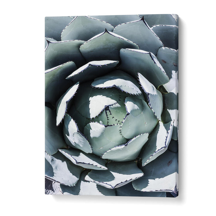 AGAVE SPIRAL DANCE , FLORAL FLOWER PAINTINGS canvas print showing close-up spiral agave with blue-green leaves