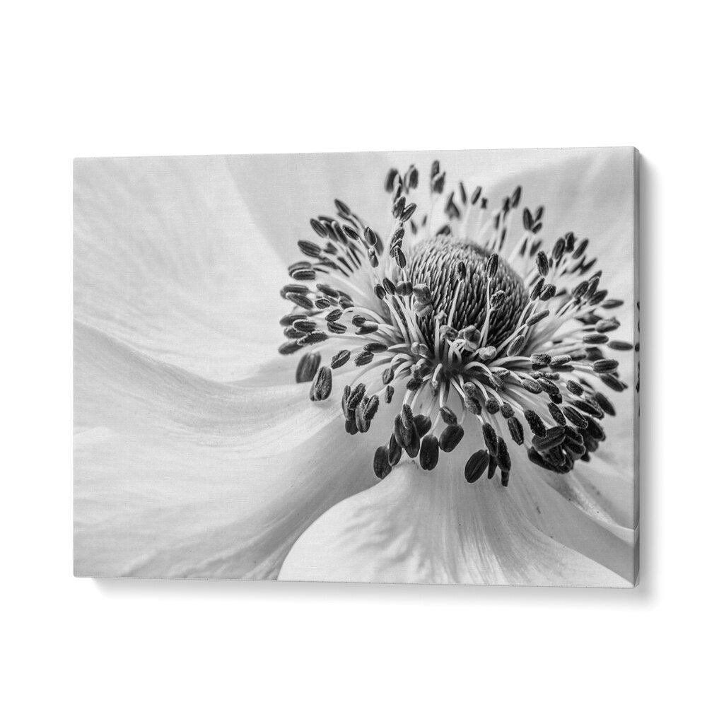 Elegant ANEMONE, FLORAL FLOWER PAINTINGS enhance any living space with stunning beauty and sophistication.