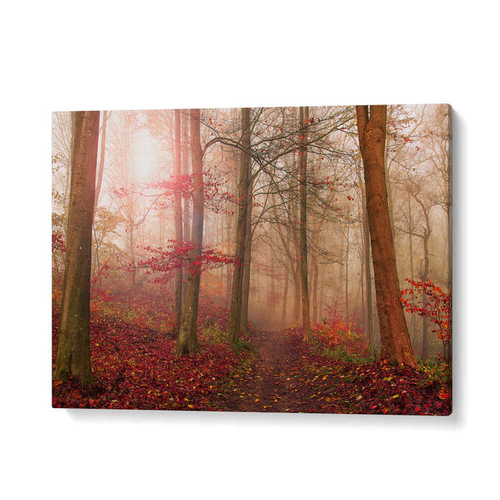 FOREST SCENE. , PHOTOGRAPHY PRINTS