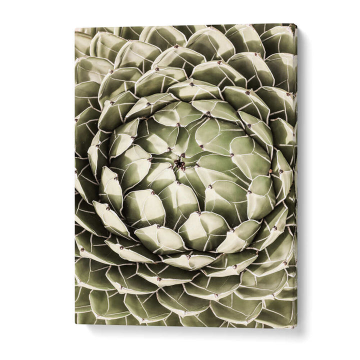 GEOMETRIC SUCCULENT , FLORAL FLOWER PAINTINGS canvas showing spiral green succulent with white-edged leaves