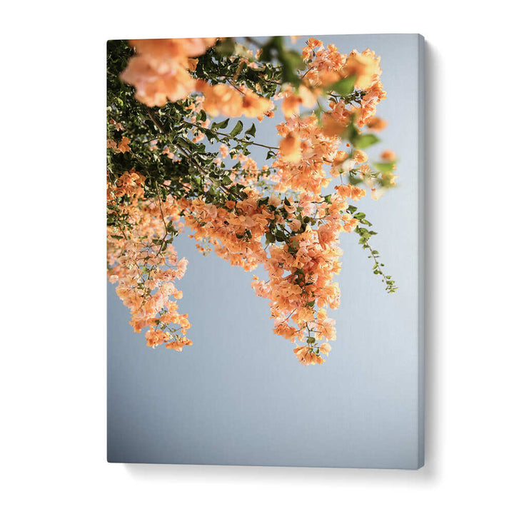 GOLDEN BLOSSOM DANCE , FLORAL FLOWER PAINTINGS canvas featuring cascading peach bougainvillea blooms against a pale blue sky