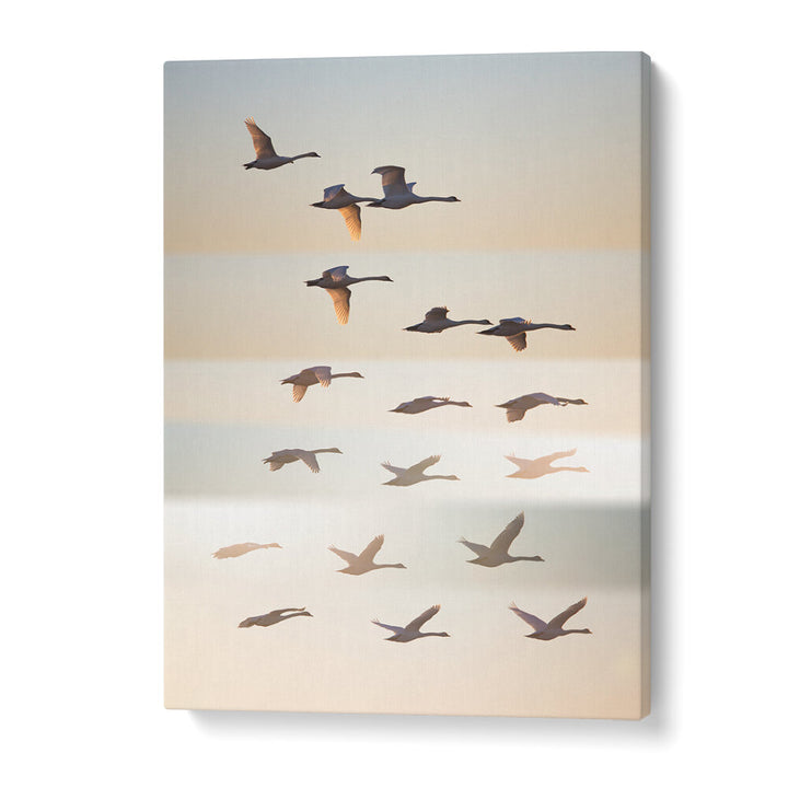 PAST THE SUN , PHOTOGRAPHY PRINTS