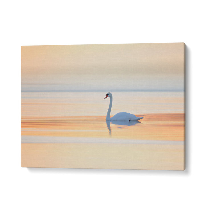 SWAN , PHOTOGRAPHY PRINTS