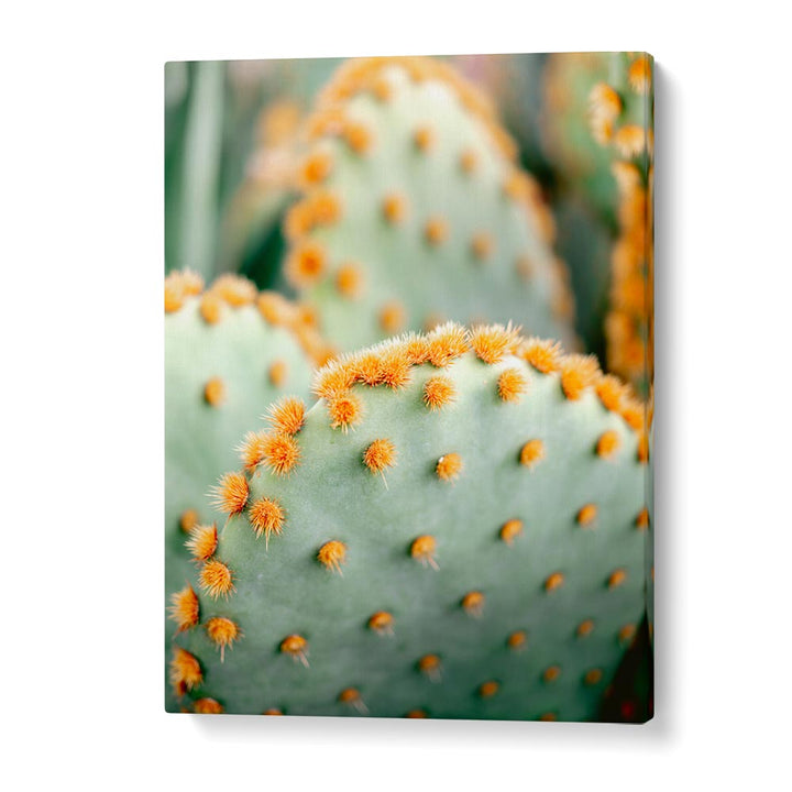 ORANGE AND GREEN II , PHOTOGRAPHY PRINTS