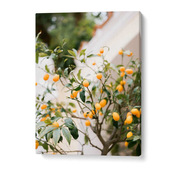 ORANGE CAPRI , PHOTOGRAPHY PRINTS
