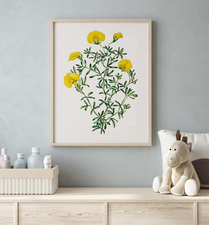 Bright yellow Gompholobium floral flower paintings enhance any space with natural beauty and artistry. Perfect for decor.
