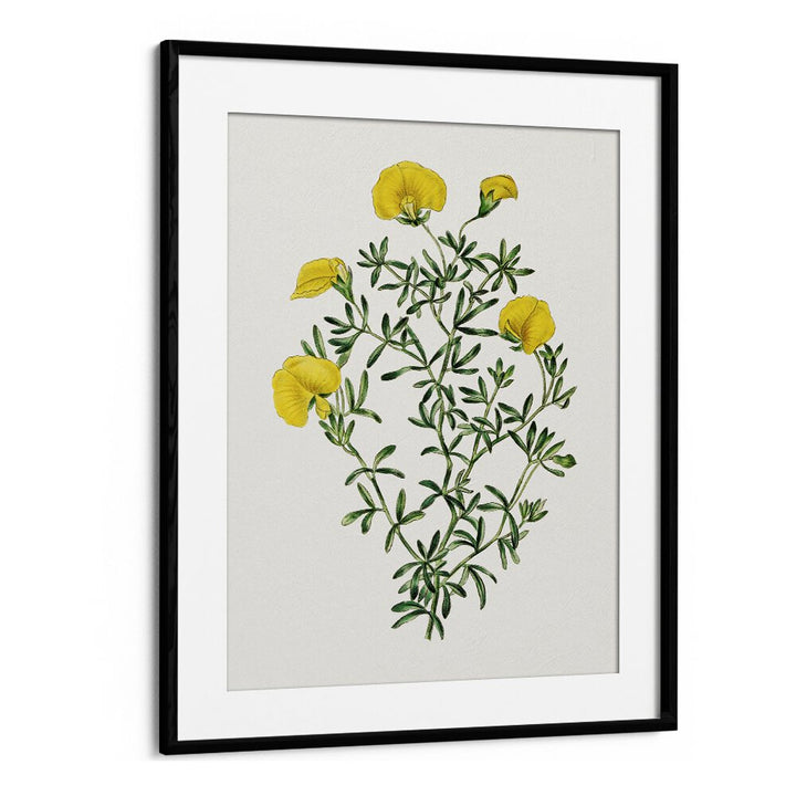 GOMPHOLOBIUM, FLORAL FLOWER PAINTINGS in a black frame, showcasing vibrant yellow blooms and lush greenery.