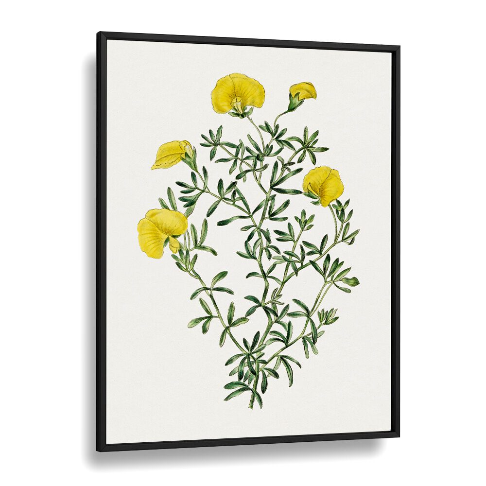 GOMPHOLOBIUM, FLORAL FLOWER PAINTINGS showcase vibrant yellow blooms in a sleek black frame, enhancing any decor.
