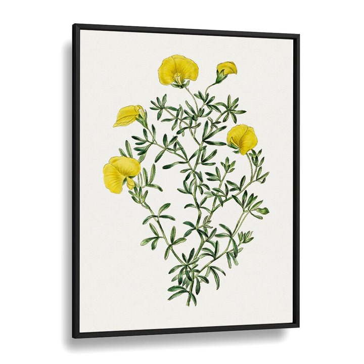 GOMPHOLOBIUM, FLORAL FLOWER PAINTINGS showcase vibrant yellow blooms in a sleek black frame, enhancing any decor.