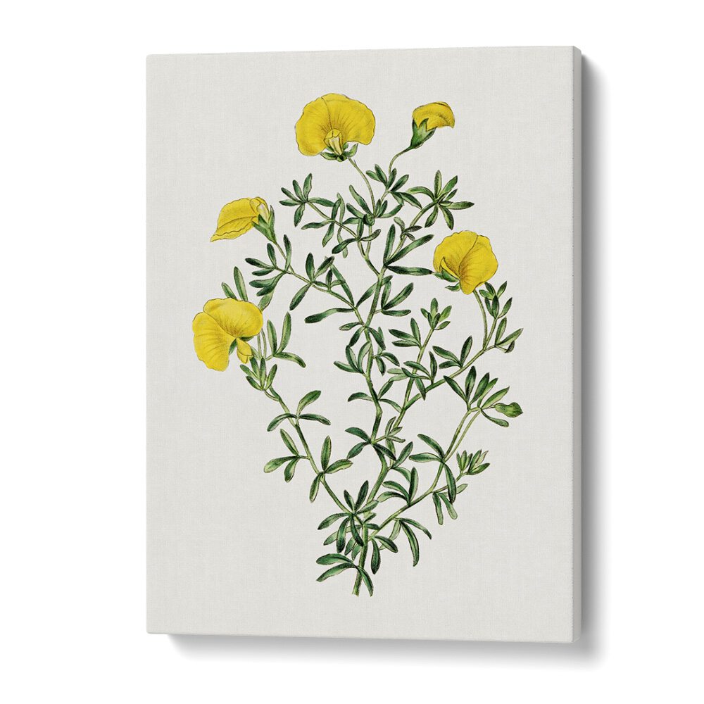 GOMPHOLOBIUM, FLORAL FLOWER PAINTINGS showcasing vibrant yellow blooms, perfect for enhancing any space.