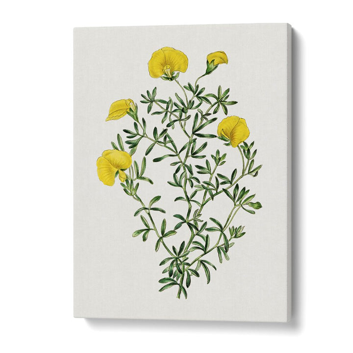 GOMPHOLOBIUM, FLORAL FLOWER PAINTINGS showcasing vibrant yellow blooms, perfect for enhancing any space.