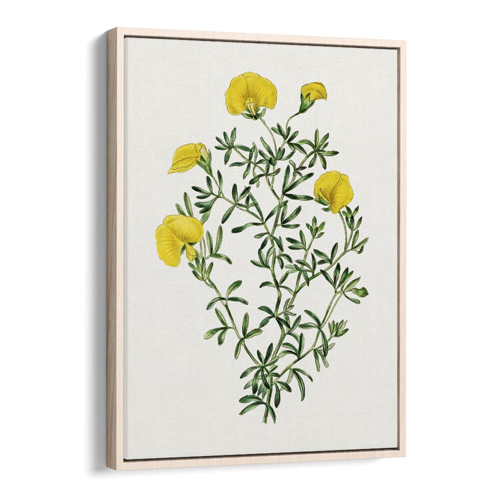 Vibrant Gompholobium floral flower paintings enhance your decor with natural beauty and artistry.