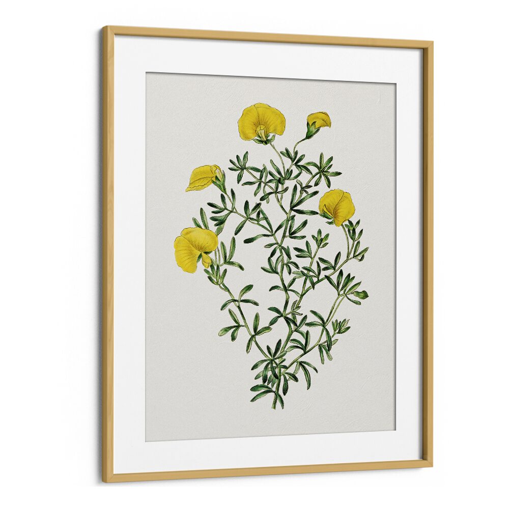GOMPHOLOBIUM, FLORAL FLOWER PAINTINGS in an oak frame, showcasing vibrant yellow blooms and lush greenery.
