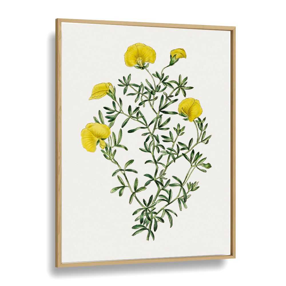 GOMPHOLOBIUM, FLORAL FLOWER PAINTINGS showcase vibrant yellow blooms in a stylish oak frame, perfect for any decor.