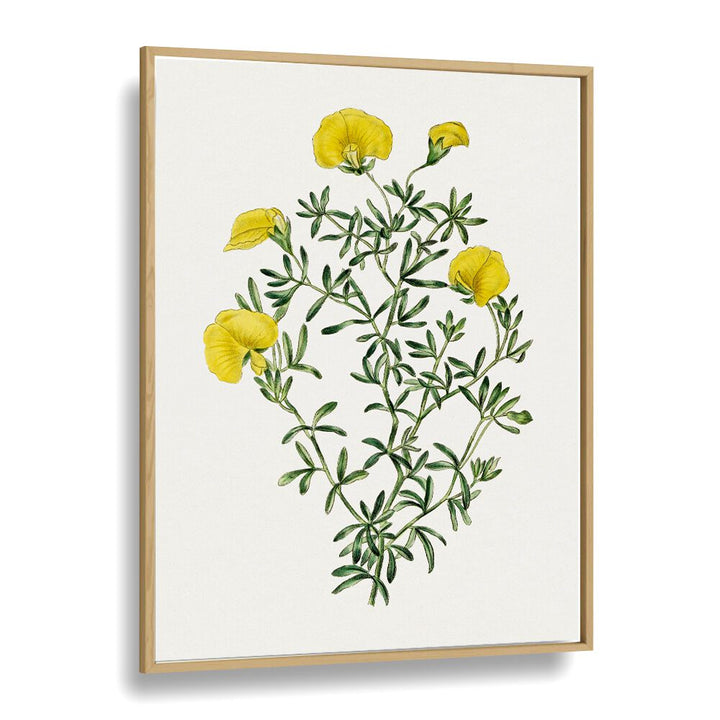 GOMPHOLOBIUM, FLORAL FLOWER PAINTINGS showcase vibrant yellow blooms in a stylish oak frame, perfect for any decor.