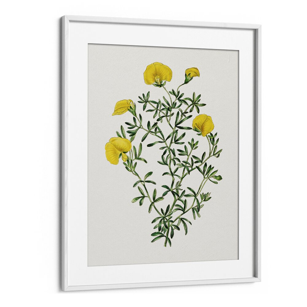 GOMPHOLOBIUM, FLORAL FLOWER PAINTINGS in a white frame, showcasing vibrant yellow blooms and lush green leaves.