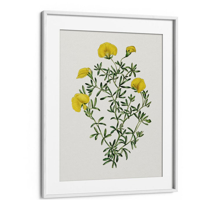 GOMPHOLOBIUM, FLORAL FLOWER PAINTINGS in a white frame, showcasing vibrant yellow blooms and lush green leaves.