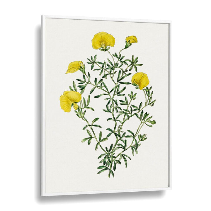 GOMPHOLOBIUM, FLORAL FLOWER PAINTINGS showcase vibrant yellow flowers in a stylish white frame for elegant decor.