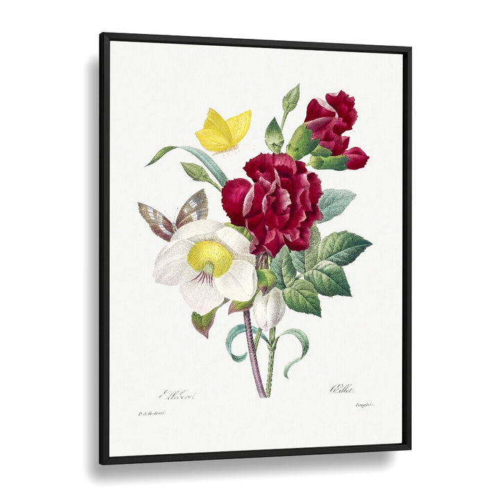 Hellebore and Oeillet, floral flower paintings in a black frame, perfect for adding botanical elegance to your space.