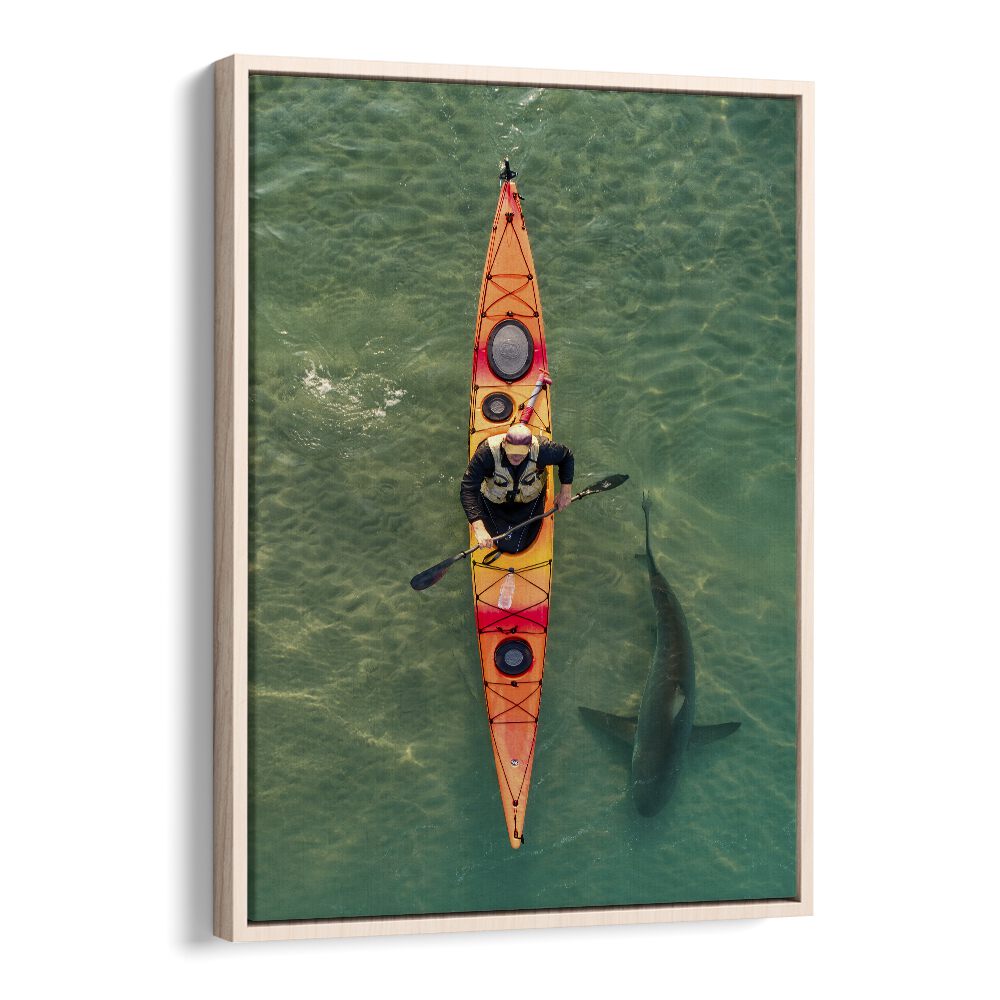 Kayaker gliding above a shark in clear waters, perfect for INTIMATE SHARK ENCOUNTER, PHOTOGRAPHY PRINTS from Oak Floater.