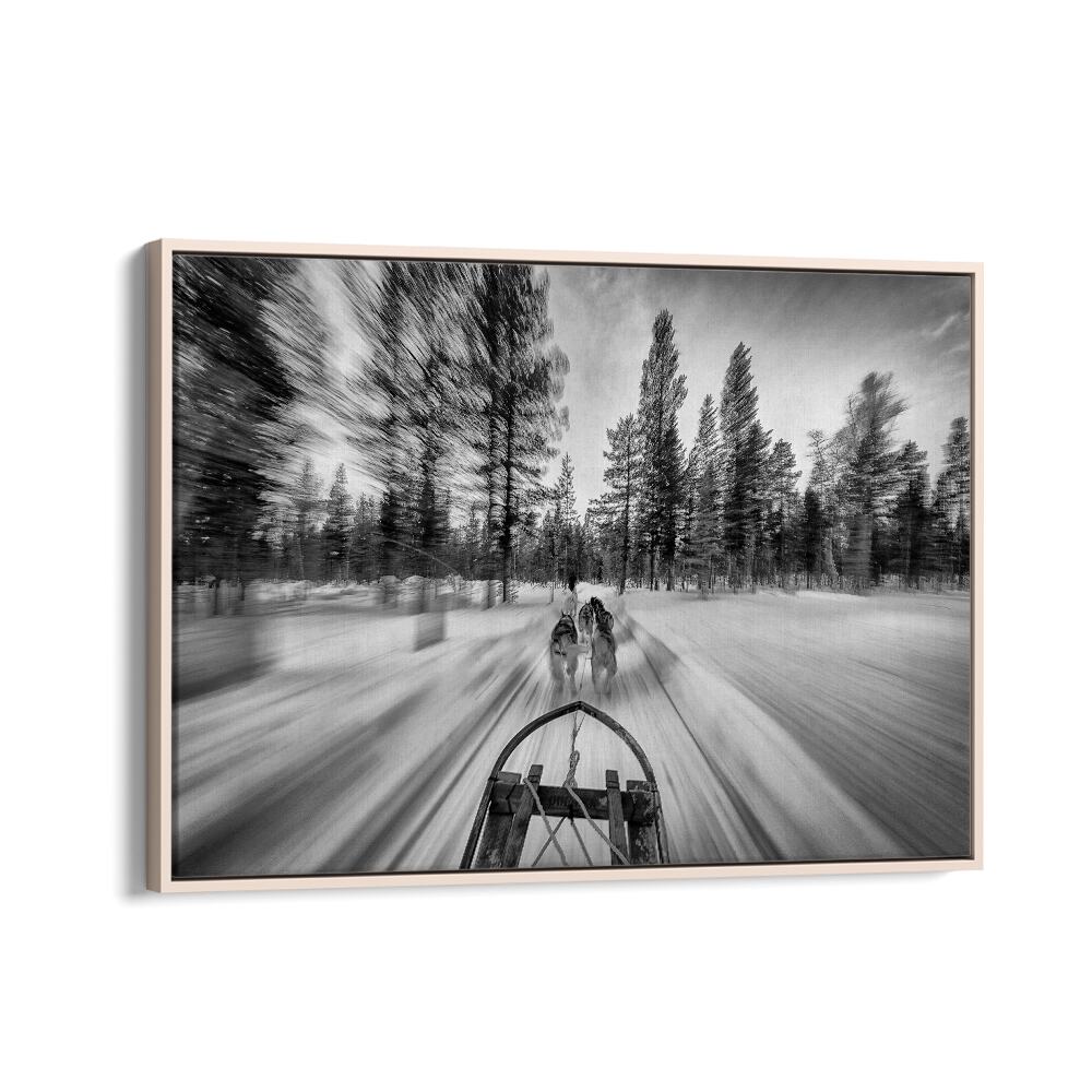 Experience the thrill of dogsledding with stunning photography prints that capture the sport's intense action.
