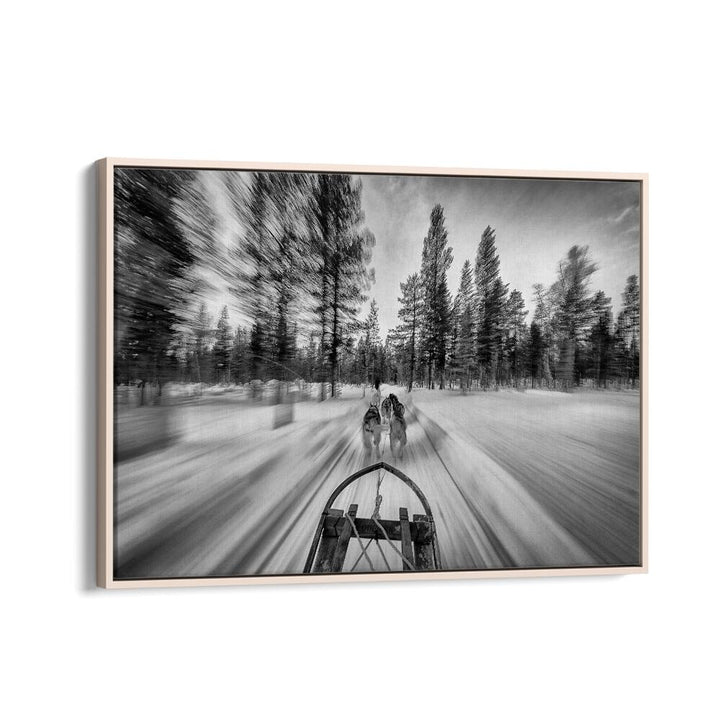 Experience the thrill of dogsledding with stunning photography prints that capture the sport's intense action.