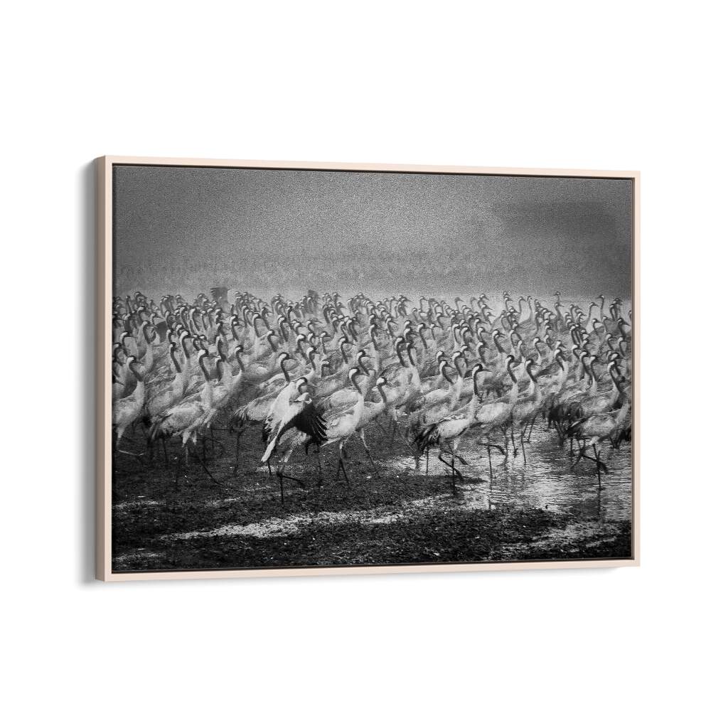 Stunning BIRD CITY, PHOTOGRAPHY PRINTS capture a flock of cranes in dynamic motion, showcasing nature's beauty.