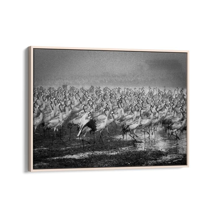Stunning BIRD CITY, PHOTOGRAPHY PRINTS capture a flock of cranes in dynamic motion, showcasing nature's beauty.
