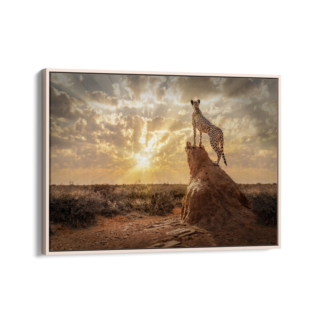 SUNDOWN CHEETAH, PHOTOGRAPHY PRINTS showcasing a majestic cheetah against a stunning sunset backdrop. Perfect for wildlife lovers.