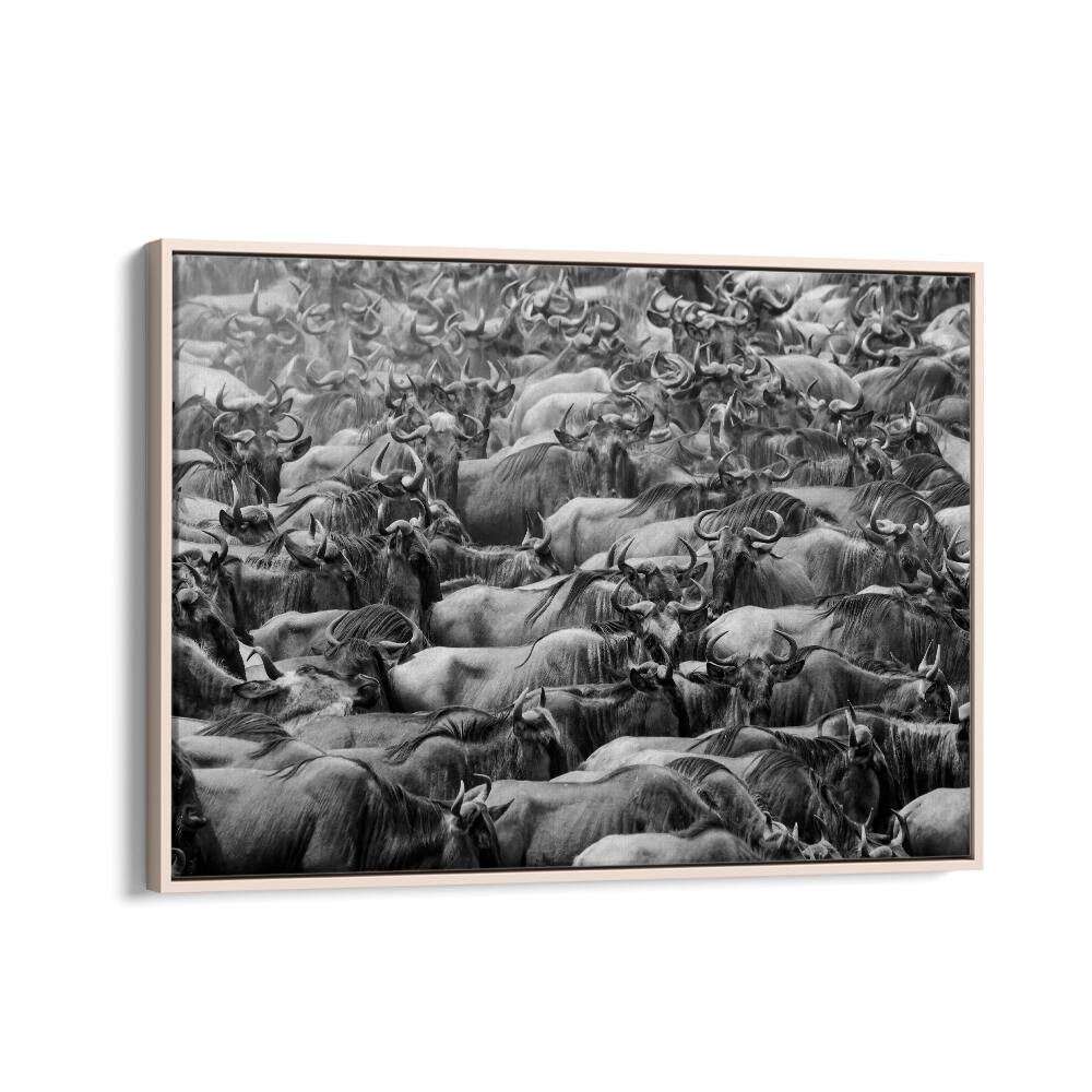 Stunning WILDBEEST, PHOTOGRAPHY PRINTS showcasing a herd of wildebeests captured in striking black and white detail.