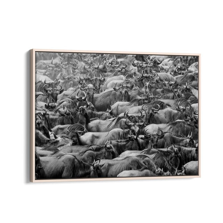 Stunning WILDBEEST, PHOTOGRAPHY PRINTS showcasing a herd of wildebeests captured in striking black and white detail.