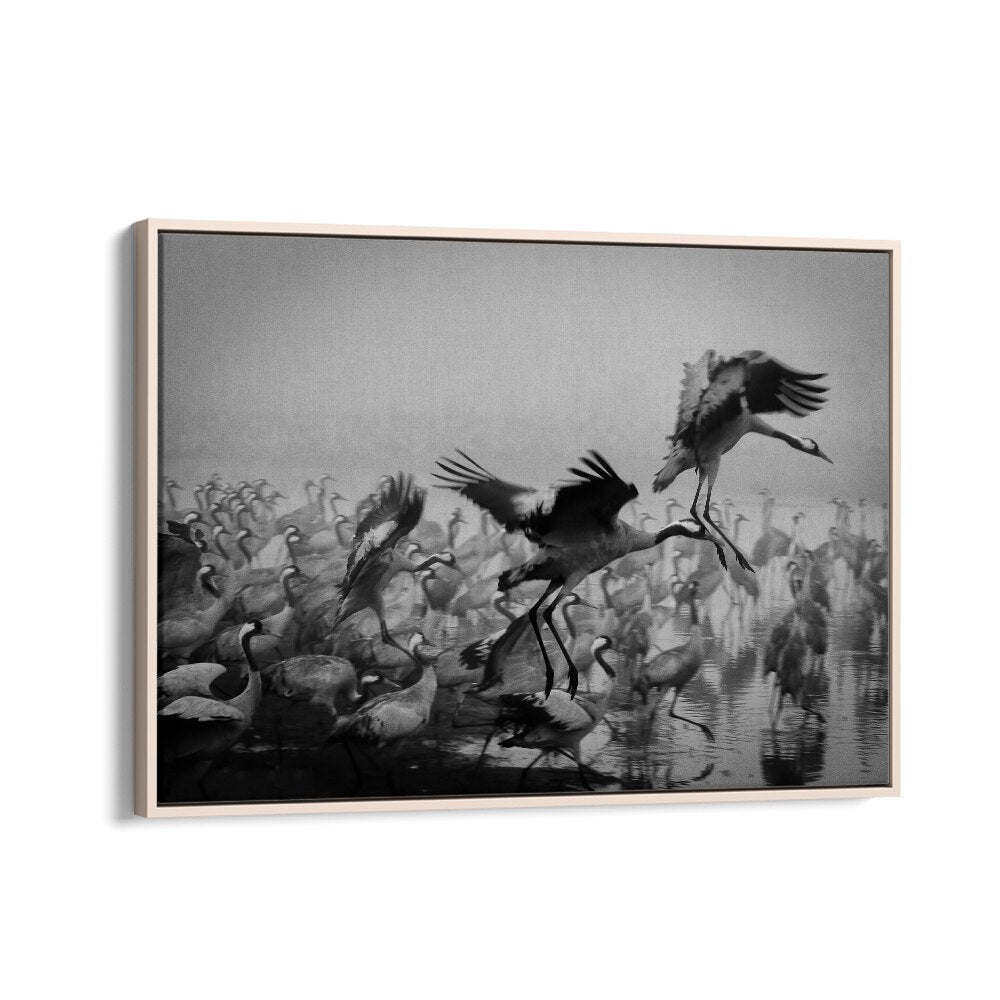Elegant TRIO, PHOTOGRAPHY PRINTS showcase dynamic action of cranes in stunning black and white artistry.