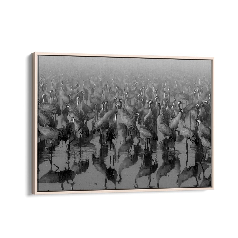 CROSSPOINT, PHOTOGRAPHY PRINTS showcase stunning black and white cranes reflecting in serene waters, capturing dynamic beauty.