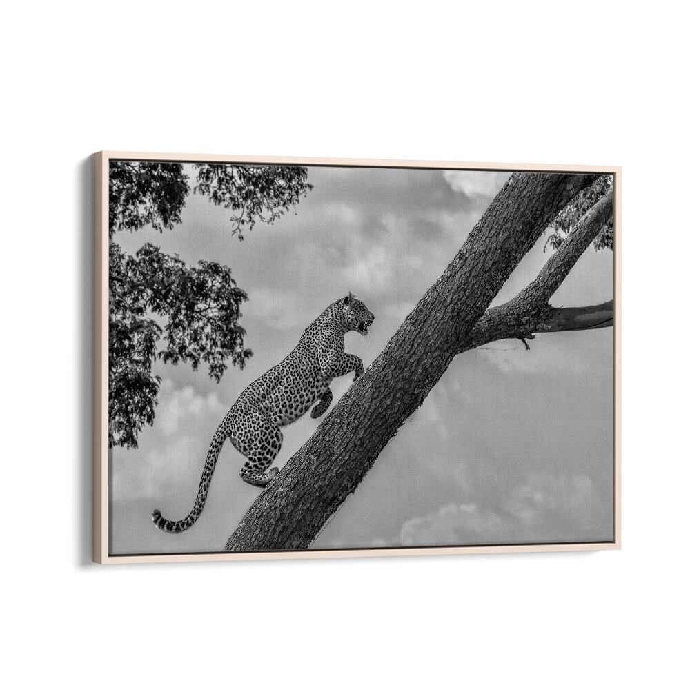 Leopard climbing a tree in stunning monochrome, perfect for your CLIMB UP, PHOTOGRAPHY PRINTS collection.