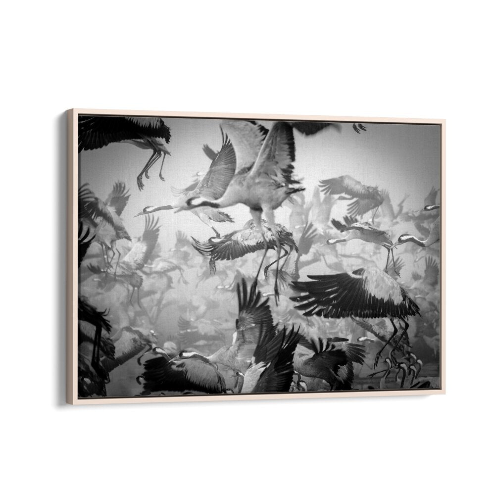 Dynamic scene of cranes in flight, showcasing CHAOS, PHOTOGRAPHY PRINTS that capture energy and movement.