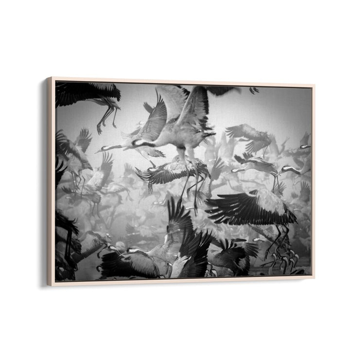 Dynamic scene of cranes in flight, showcasing CHAOS, PHOTOGRAPHY PRINTS that capture energy and movement.