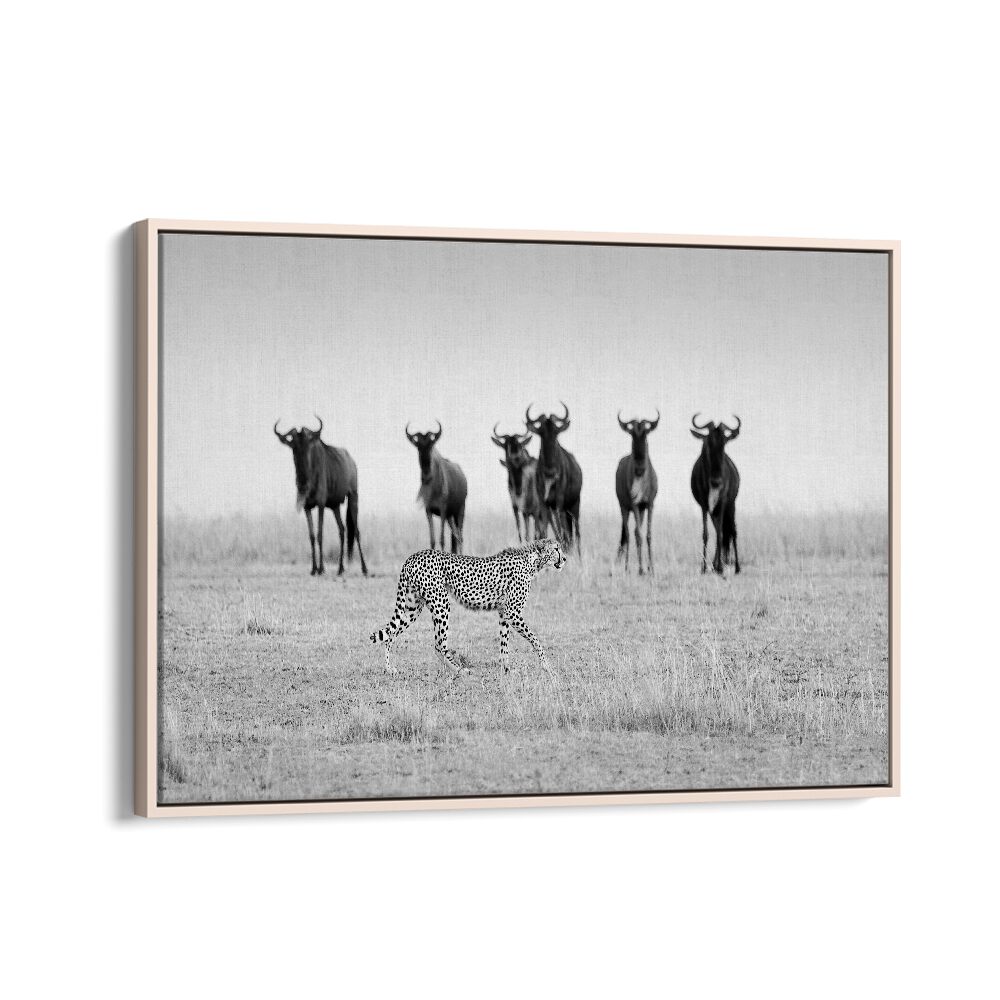 Stunning MUTUAL WATCHING, PHOTOGRAPHY PRINTS featuring a cheetah among wildebeests in a captivating wildlife scene.