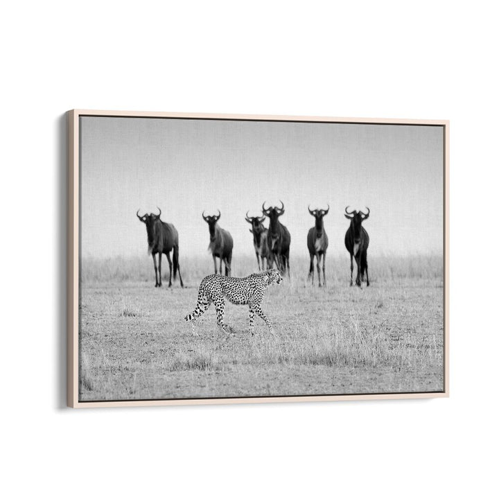 Stunning MUTUAL WATCHING, PHOTOGRAPHY PRINTS featuring a cheetah among wildebeests in a captivating wildlife scene.