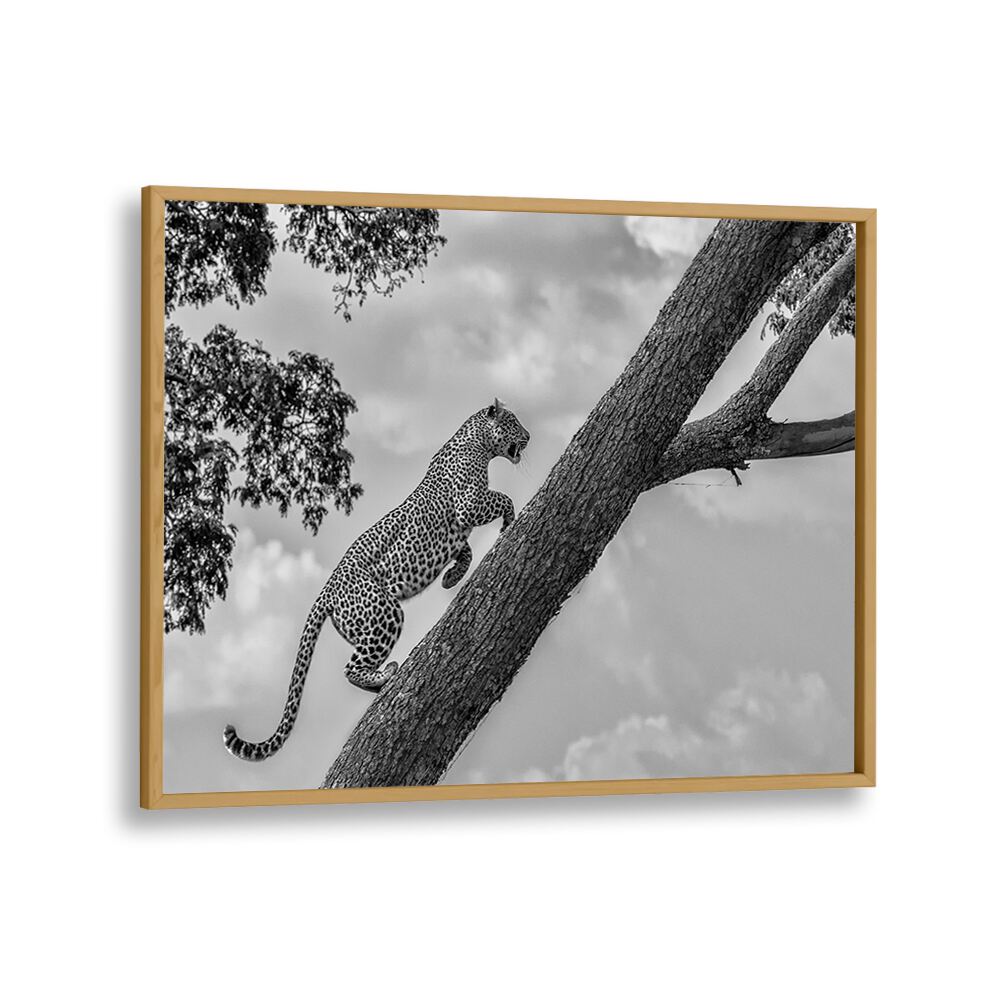 Elegant leopard climbing a tree, perfect for your space with CLIMB UP, PHOTOGRAPHY PRINTS. Capture adventure and artistry.