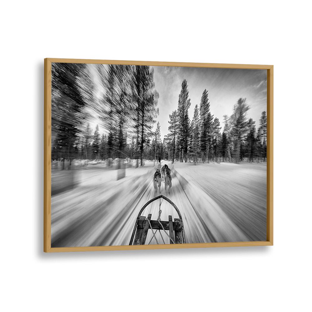Dynamic dogsledding scene captured in stunning photography prints, showcasing the thrill of the sport.